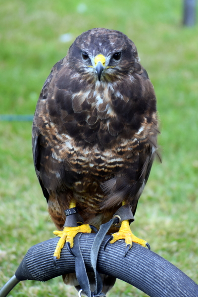 RoofvogelBeurs-Kachtem-Izegem-aug.2019