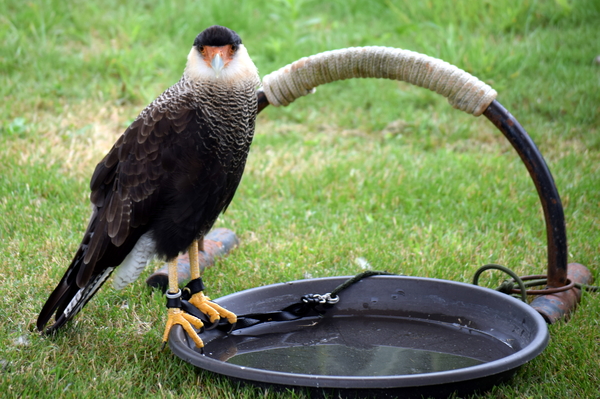 RoofvogelBeurs-Kachtem-Izegem-aug.2019
