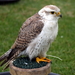 RoofvogelBeurs-Kachtem-Izegem-aug.2019