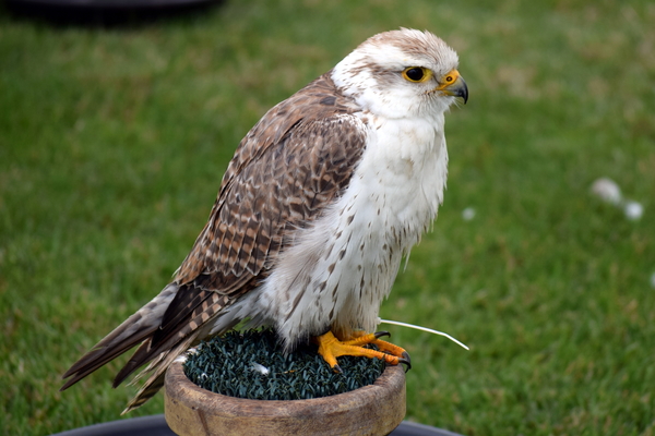 RoofvogelBeurs-Kachtem-Izegem-aug.2019
