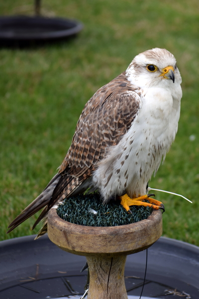 RoofvogelBeurs-Kachtem-Izegem-aug.2019