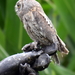 RoofvogelBeurs-Kachtem-Izegem-aug.2019