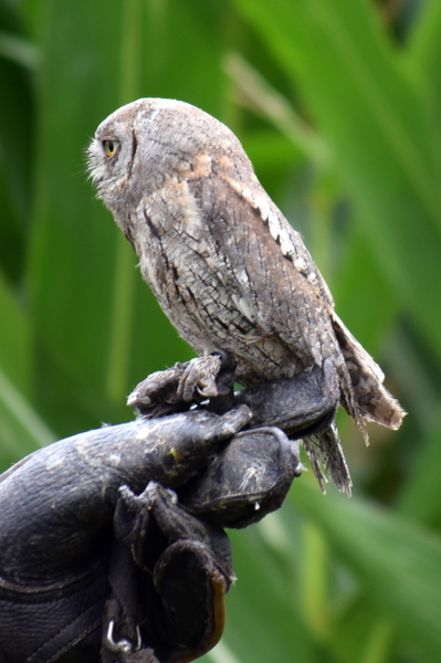 RoofvogelBeurs-Kachtem-Izegem-aug.2019