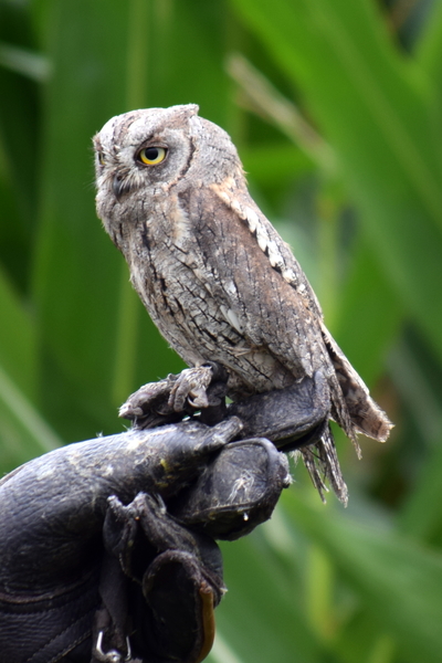 RoofvogelBeurs-Kachtem-Izegem-aug.2019