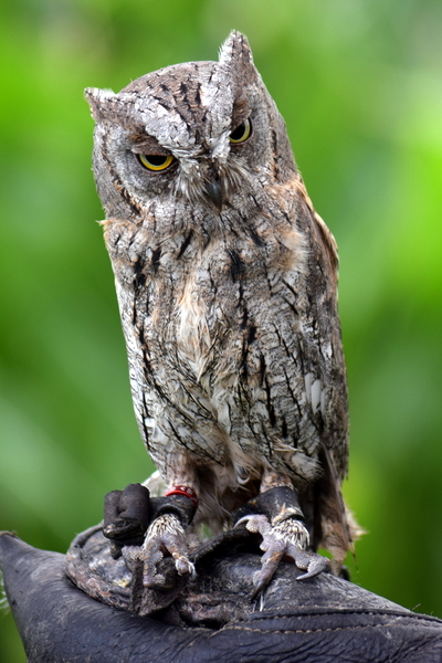 RoofvogelBeurs-Kachtem-Izegem-aug.2019