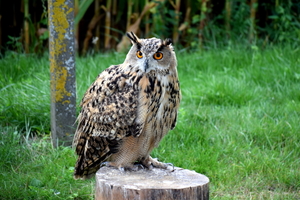 RoofvogelBeurs-Kachtem-Izegem-aug.2019