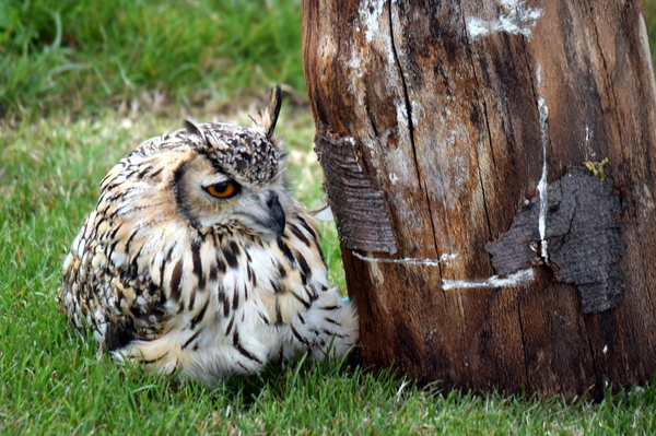 RoofvogelBeurs-Kachtem-Izegem-aug.2019