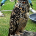 RoofvogelBeurs-Kachtem-Izegem-aug.2019