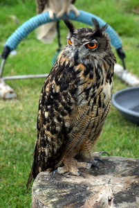 RoofvogelBeurs-Kachtem-Izegem-aug.2019