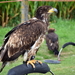 RoofvogelBeurs-Kachtem-Izegem-aug.2019