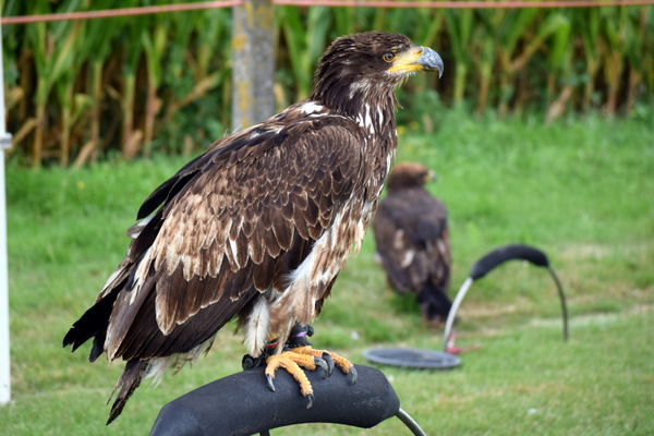 RoofvogelBeurs-Kachtem-Izegem-aug.2019