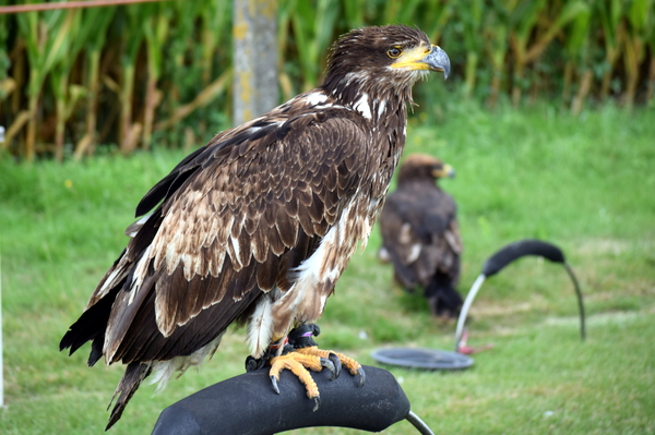 RoofvogelBeurs-Kachtem-Izegem-aug.2019