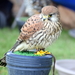 RoofvogelBeurs-Kachtem-Izegem-aug.2019