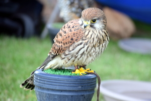 RoofvogelBeurs-Kachtem-Izegem-aug.2019