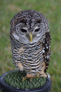 RoofvogelBeurs-Kachtem-Izegem-aug.2019