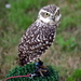 RoofvogelBeurs-Kachtem-Izegem-aug.2019