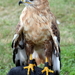 RoofvogelBeurs-Kachtem-Izegem-aug.2019