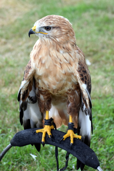 RoofvogelBeurs-Kachtem-Izegem-aug.2019