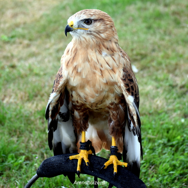 RoofvogelBeurs-Kachtem-Izegem-aug.2019