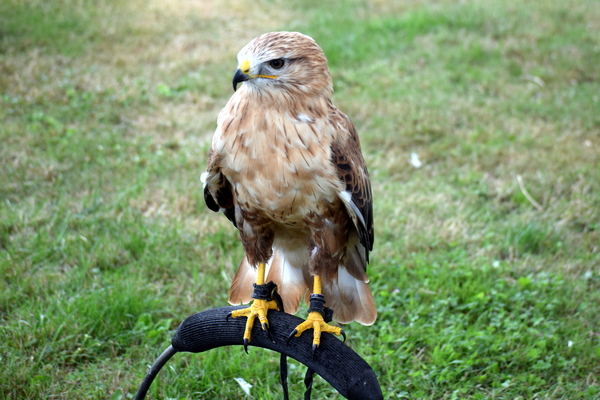 RoofvogelBeurs-Kachtem-Izegem-aug.2019