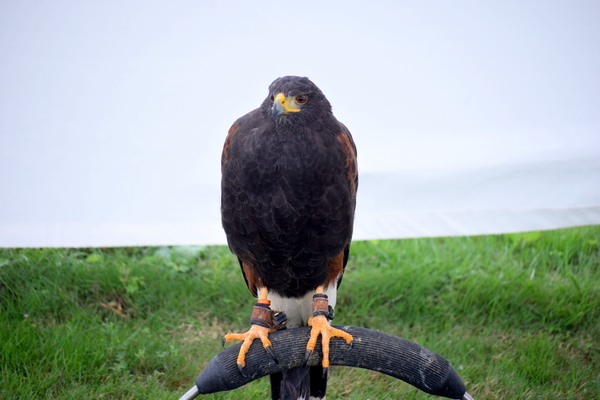 RoofvogelBeurs-Kachtem-Izegem-aug.2019