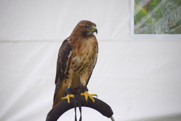RoofvogelBeurs-Kachtem-Izegem-aug.2019