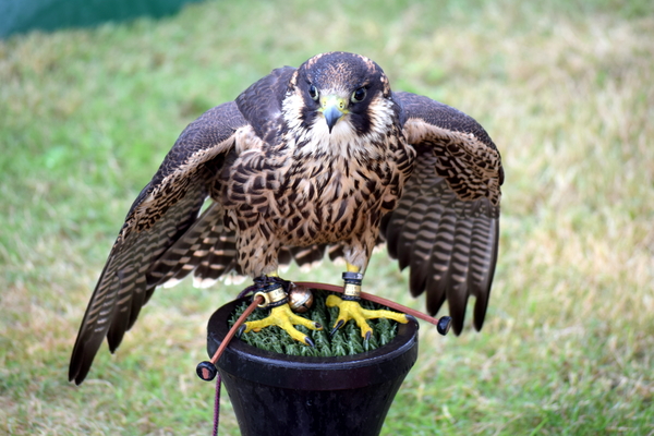 RoofvogelBeurs-Kachtem-Izegem-aug.2019