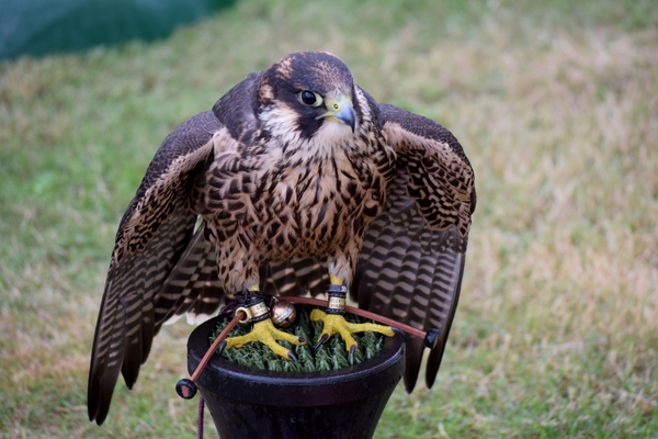 RoofvogelBeurs-Kachtem-Izegem-aug.2019