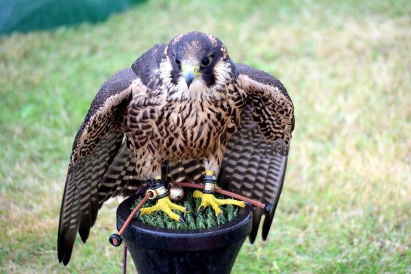 RoofvogelBeurs-Kachtem-Izegem-aug.2019