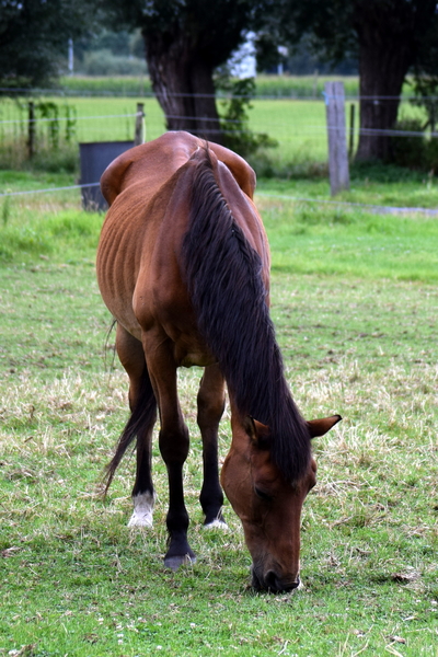 RoofvogelBeurs-Kachtem-Izegem-aug.2019