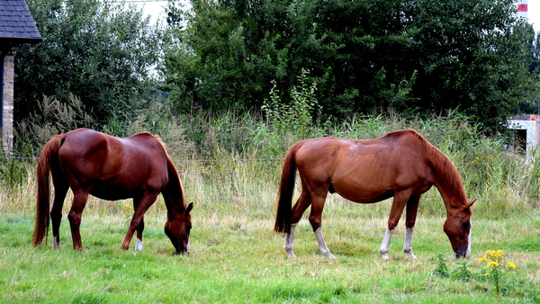 RoofvogelBeurs-Kachtem-Izegem-aug.2019