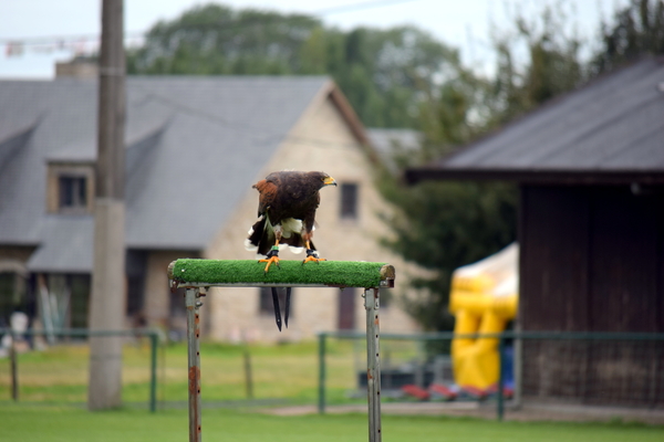 RoofvogelBeurs-Kachtem-Izegem-aug.2019