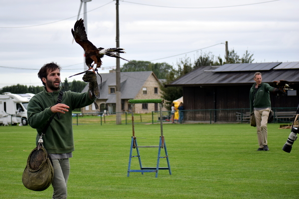 RoofvogelBeurs-Kachtem-Izegem-aug.2019