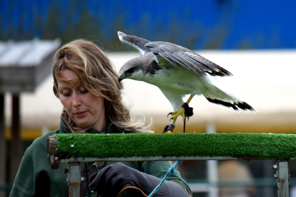 RoofvogelBeurs-Kachtem-Izegem-aug.2019