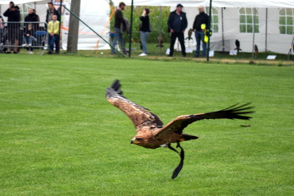 RoofvogelBeurs-Kachtem-Izegem-aug.2019
