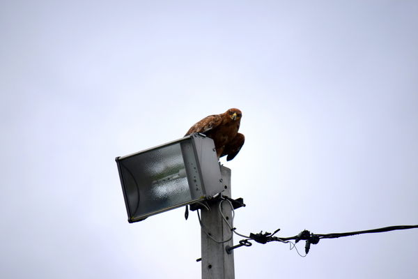 RoofvogelBeurs-Kachtem-Izegem-aug.2019
