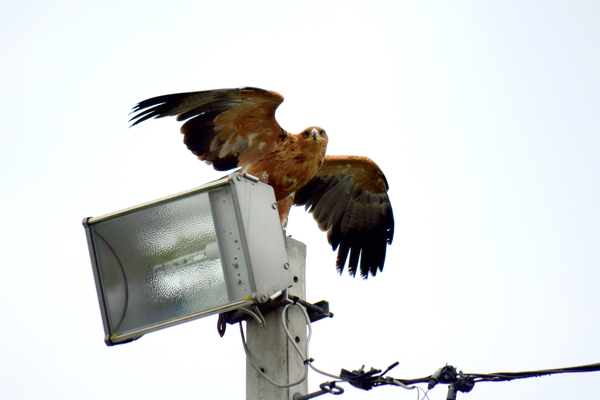 RoofvogelBeurs-Kachtem-Izegem-aug.2019