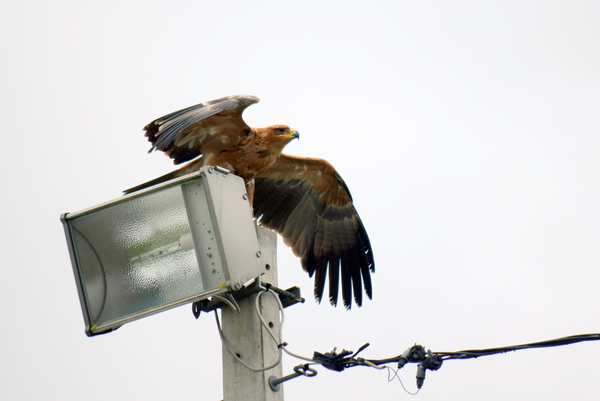 RoofvogelBeurs-Kachtem-Izegem-aug.2019