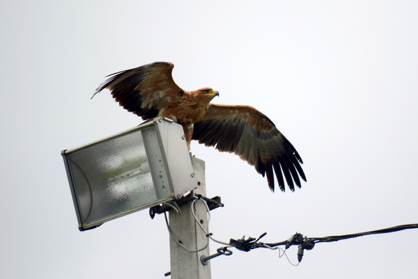 RoofvogelBeurs-Kachtem-Izegem-aug.2019