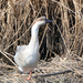 gans-1-2026