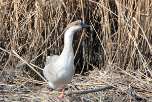 gans-1-2026