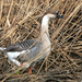 grauwe gans-2026