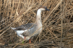 grauwe gans-2026