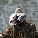 gans--2026