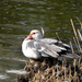 soort gans-2026