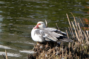 soort gans-2026