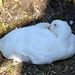 Witte gans-2026