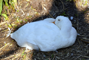 Witte gans-2026
