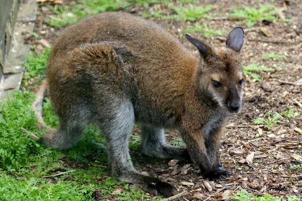 Kangoroe