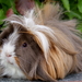 Cavia